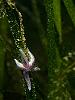 Asterias rubens